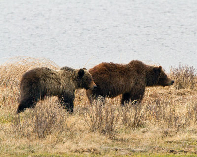 Grizzly Sow with Two Year Old Cub at Blacktail Ponds Standing in a Row.jpg