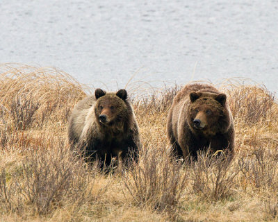 Grizzly Sow with Two Year Old Cub at Blacktail Ponds Side by Side.jpg