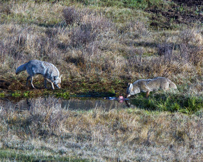 Coyotes on the Carcass at Blacktail Ponds.jpg