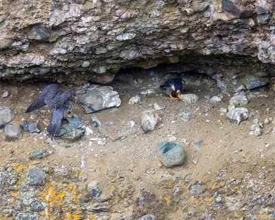 Peregrine Falcons at the Nest at Calcite Springs.jpg