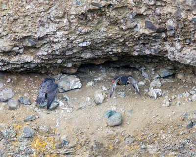 Peregrine Falcons at Calcite Springs Shift Change.jpg