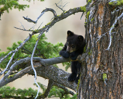 Black Bear Cub Leaning on Branch Near Calcite Springs.jpg