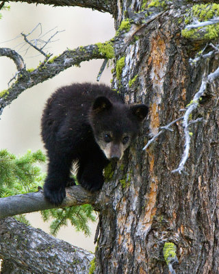 Black Bear Cub Standing on Branch Near Calcite Springs.jpg