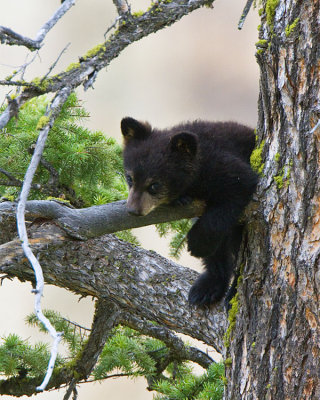 Black Bear Cub Hanging Over Branch Near Calcite Springs.jpg