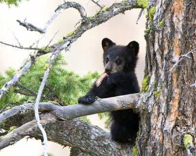 Black Bear Cub Near Calcite Springs Chewing on Piece of Wood.jpg