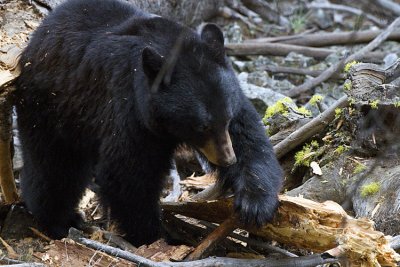 Black Bear Sow Hunting for Grubs Near Calcite Springs.jpg