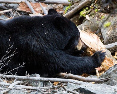 Black Bear Sow Near Calcite Springs.jpg