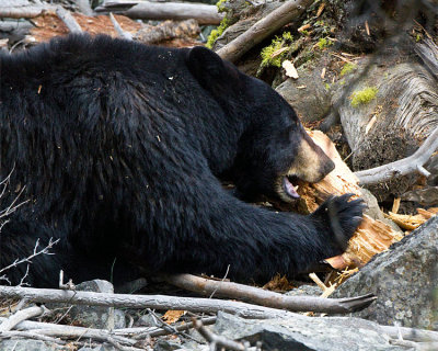 Black Bear Sow Near Calcite Springs Chewing on a Log.jpg