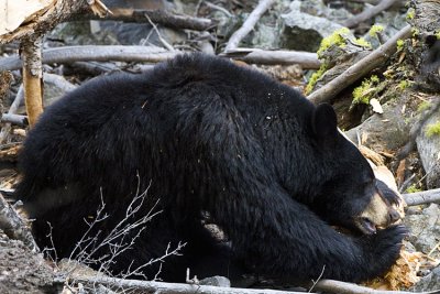 Black Bear Sow Near Calcite Springs Chewing on a Log 2.jpg