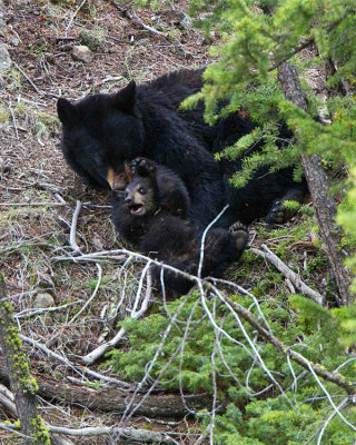 Black Bear Sow and Cub Playing Near Calcite Springs.jpg