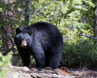 Black Bear Sow Near Calcite Springs Walking on the Hillside.jpg