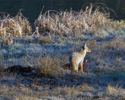 Coyote on Carcass at Blacktail Ponds.jpg