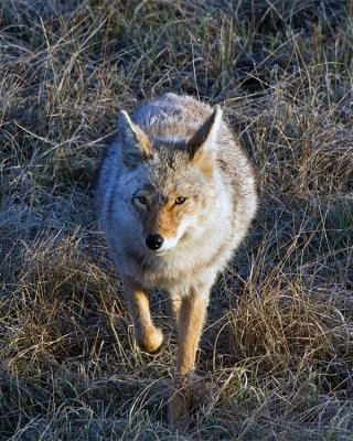 Coyote Heading for the Road at Blacktail Ponds.jpg