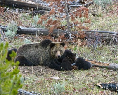 Grizzly with Four Cubs Feeding at Swan Lake Flats.jpg