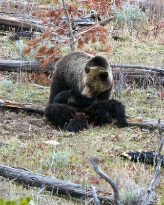 Grizzly with Four Cubs at Swan Lake Flats.jpg