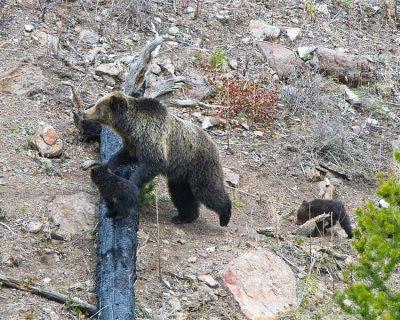 Grizzly Walking Over a Log with Cubs at Swan Lake Flats.jpg