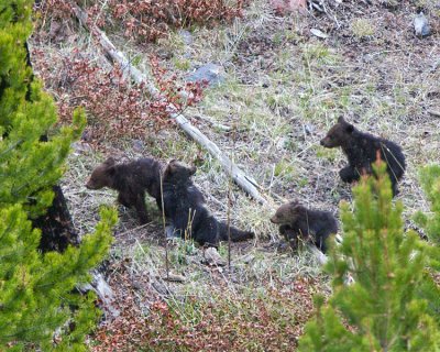 Four Grizzly Cubs at Swan Lake Flats.jpg