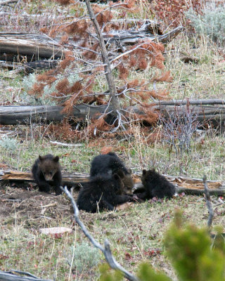 Four Grizzly Cubs Chowing Down at Swan Lake Flats.jpg