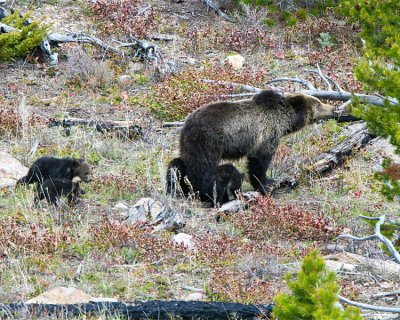 Grizzly with Four Cubs at Swan Lake Flats Heading into the Trees.jpg