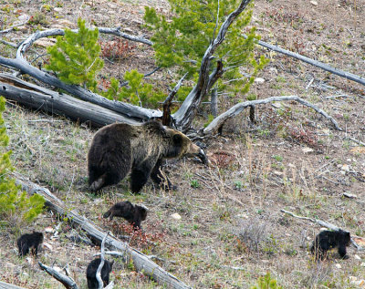 Grizzly with Four Cubs at Swan Lake Flats Walking Through the Meadow.jpg