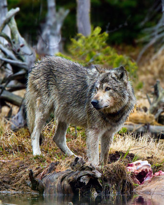 Grey Wolf on Elk Carcass at North Twin Lakes Looking Left.jpg