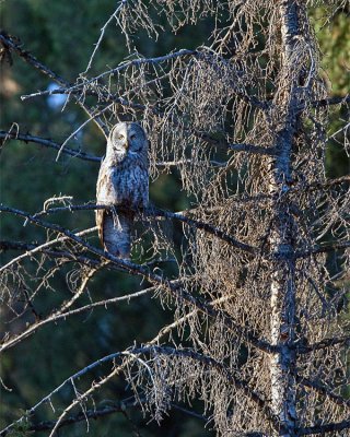 Great Grey Owl in a Tree.jpg