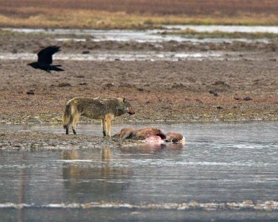 Canyon Alpha Female on Elk Kill in Alum Creek with Flying Raven.jpg