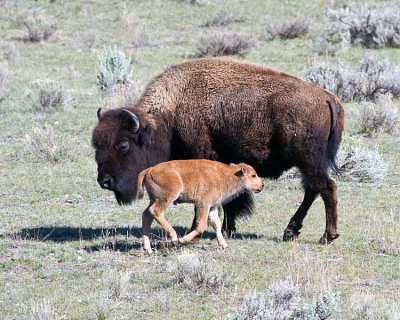 Bison mom and calf.jpg