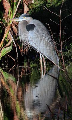 Great Blue Heron in Pond crouching at dawn.jpg