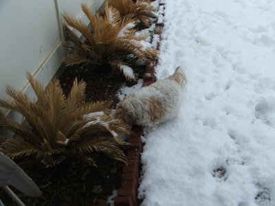 Snow in Texas - Feb, 2010