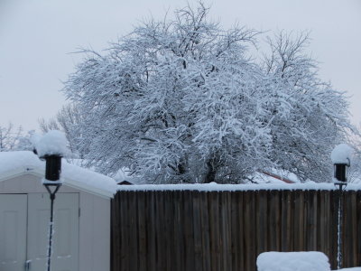 Snow in Texas - Feb, 2010