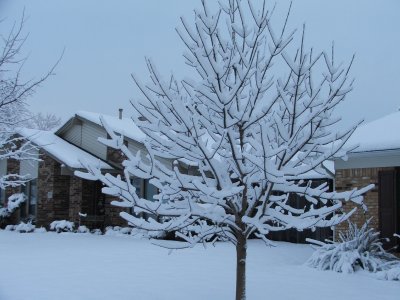 Snow in Texas - Feb, 2010