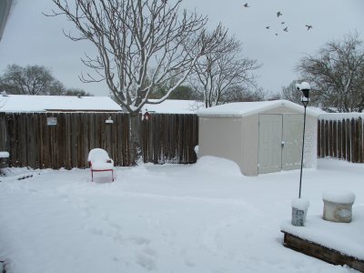 1st day of Spring in Texas - March 21, 2010