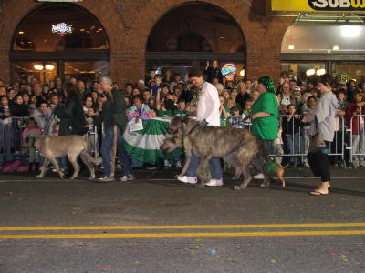 Irish Wolfhounds