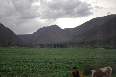 Maize on the Sacred Valley