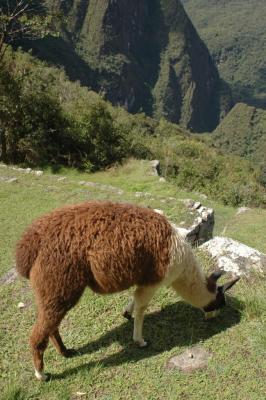 g3/29/587129/3/54691238.compressedperu81.jpg