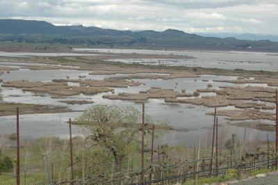 Sonoma wetlands