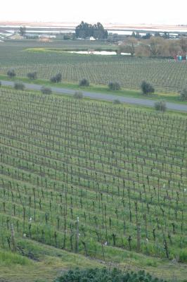 Vinyards everywhere