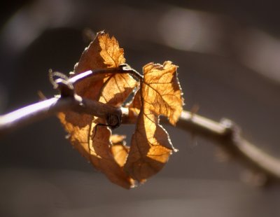 heart leaves