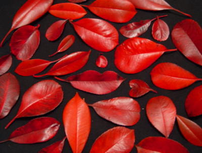 red leaves around lips
