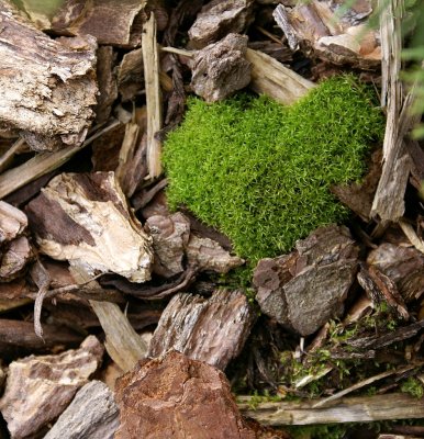 feel  the softness of the heart moss