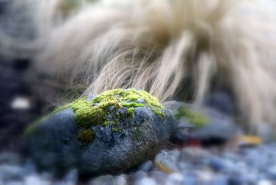 become enlightened by a simple mossy rock - peace to all