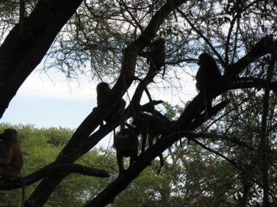 Manyara Baboons.jpg