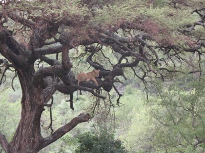 La Lionne - Manyara - in tree to stay away from tse tse flies, who plateau at 1m or so