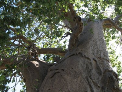 Baobab - Lake Eyasi