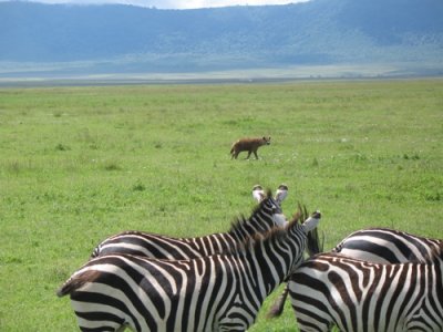 Ngorongoro Hyena and Zebras.jpg