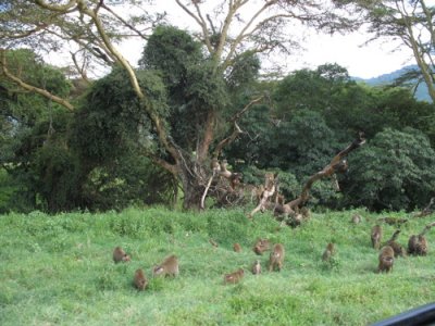 Ngorongoro.jpg