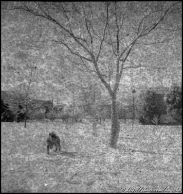 Image from unknown 127 BW Pan roll