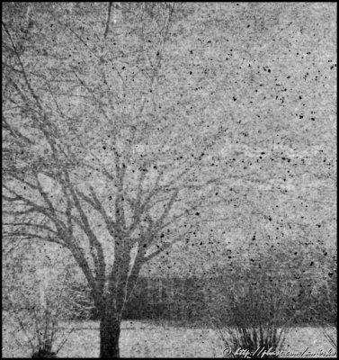 Image from unknown 127 BW Pan roll