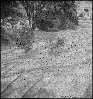 Image from unknown 127 BW Pan roll